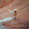 white dog on red stone